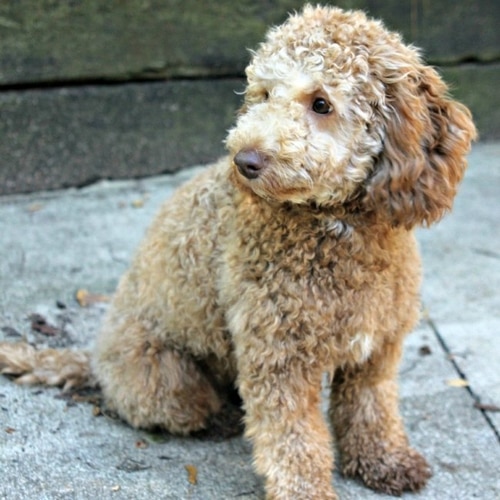 Meet Our Australian Labradoodles